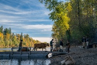 4_FIRSTCOW