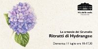 ortensie grumello