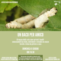 un baco per amico