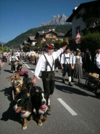 cani bovari