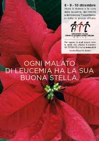 stelle di natale