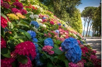 ortensie Grumello