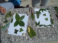crea con il bosco