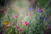 fiori-garzola-2