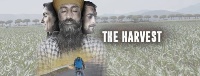 the harvest