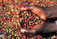 caffe_etiopia