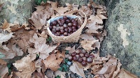 castagne