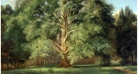 musei-platano.jpg