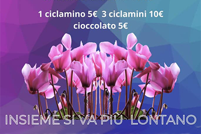 Vendita di ciclamini e cioccolato