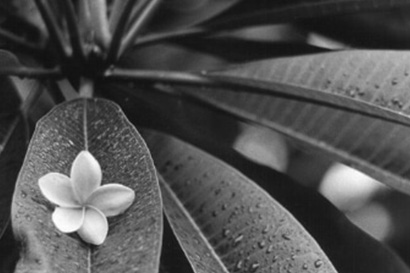 Visita guidata alla mostra Mario De Biasi - Naturalis Historia