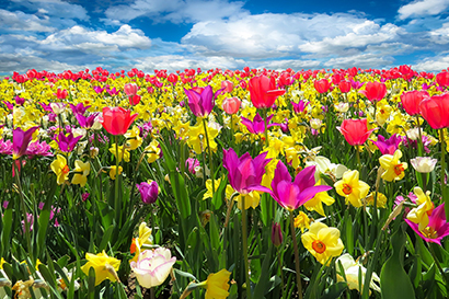 Fiori comestibili