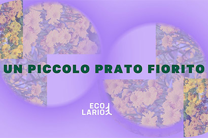 Un piccolo prato fiorito