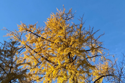 Di fronte agli alberi della Villa del Grumello