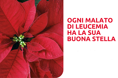 Stelle di Natale